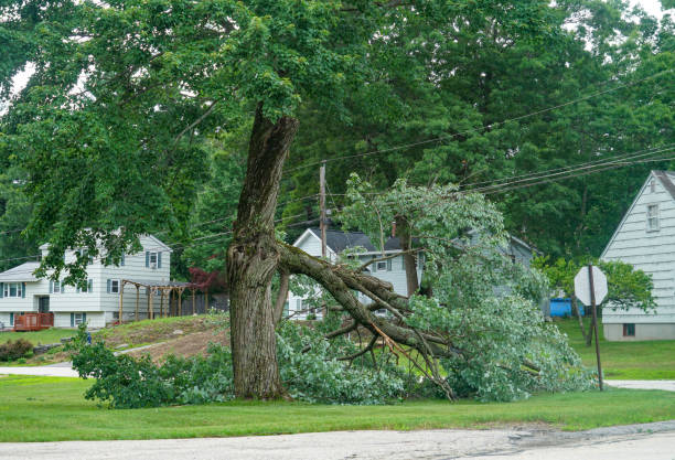 Large Tree Removal in West Wood, UT